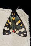 Callimorpha dominula