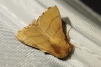 Malacosoma neustria