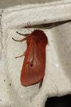 Phragmatobia fuliginosa