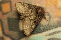 Gluphisia crenata