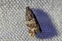 Ancylis achatana