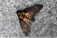 Acherontia atropos