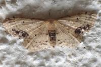Idaea dimidiata