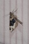 Epirrhoe galiata