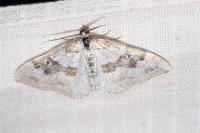Xanthorhoe montanata