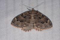 Triphosa dubitata