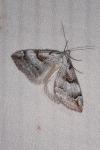 Aplocera praeformata