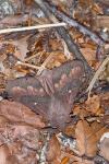 Dendrolimus pini pini
