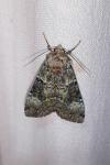 Anaplectoides prasinus