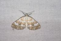 Perizoma flavofasciata