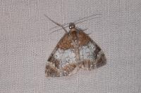 Dysstroma truncata