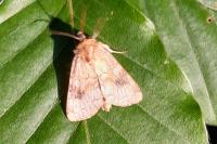Atypha pulmonaris