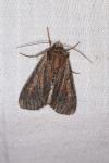 Apamea crenata