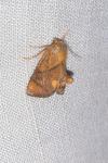 Apoda limacodes