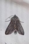 Cucullia lactucae