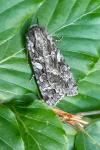 Eurois occulta