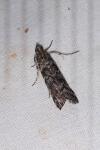 Dioryctria abietella