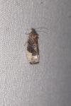 Hedya nubiferana