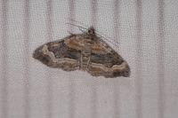 Xanthorhoe biriviata