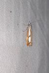 Catoptria permutatellus/myella/osthelderi