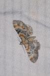Eupithecia linariata