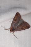 Diarsia brunnea