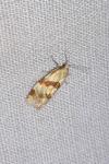 Aethes cnicana/rubigana