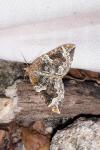 Eulithis prunata