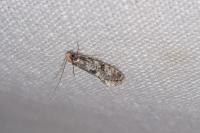 Nemapogon cloacellus