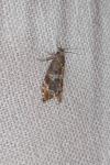 Epinotia fraternana