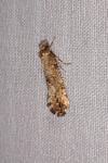 Morophaga choragella