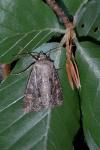 Apamea remissa