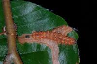 Nola confusalis