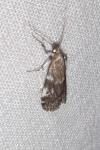 Assara terebrella