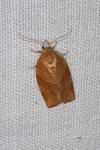 Pandemis cinnamomeana