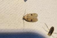Agonopterix
