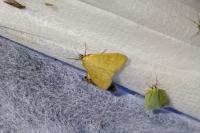 Sitochroa verticalis