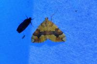 Cidaria fulvata