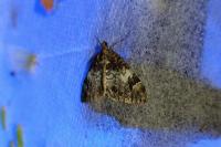 Dysstroma truncata