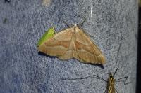 Hylaea fasciaria