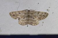 Ectropis crepuscularia