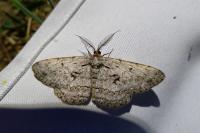 Hypomecis roboraria