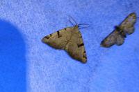 Macaria wauaria