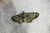Pasiphila rectangulata