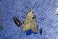 Charanyca trigrammica