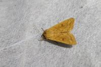 Mythimna vitellina