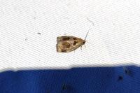 Archips crataegana