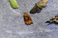 Archips podana