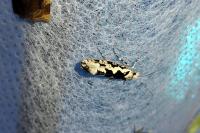 Ypsolopha sequella