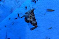 Epirrhoe tristata